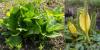 Skunk cabbage Symplocarpus foetidus